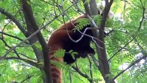 Panda Rosso - Parco Natura Viva