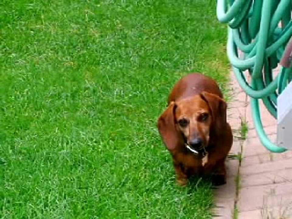 Daschund Puppies