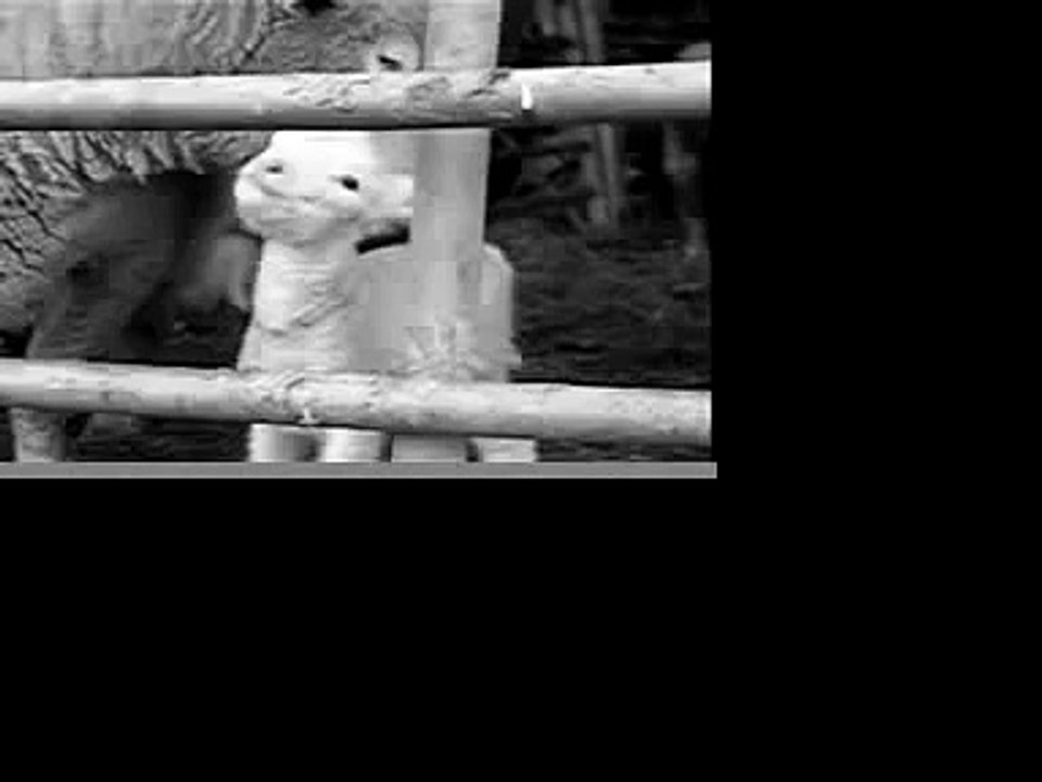Lambie