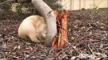 Rare white wombat rescued in Australia