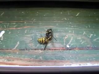 Bee Paralyzed