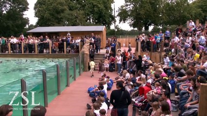 ZSL London Zoo - Penguin Beach Live