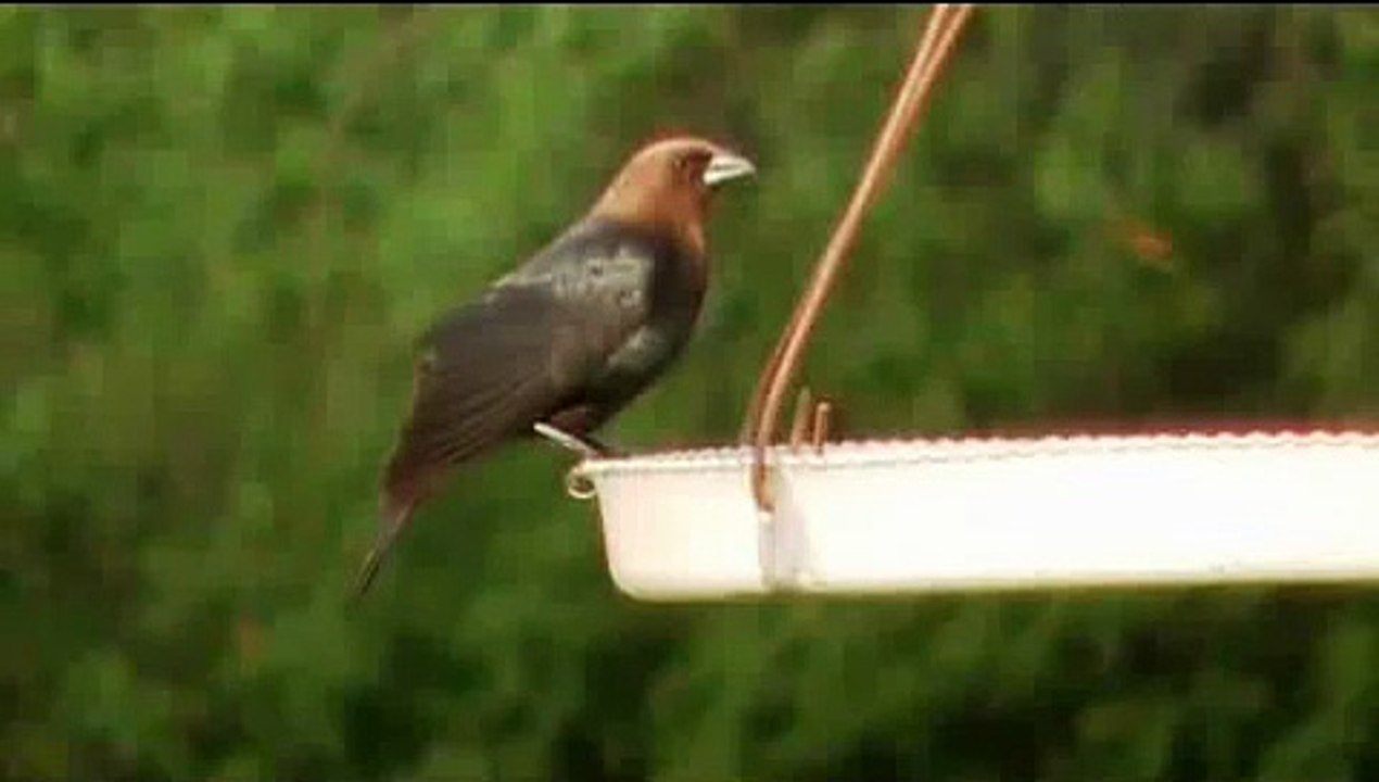 Brown Headed CowBird