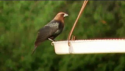 Brown Headed CowBird