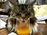 Cat snores in glass (funny video 2013)
