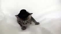 Котенок с шляпой   Реакция мамы кошки    бедный малыш