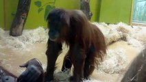 Tag 3 - Baby Orang Utan - Mutter Matra - Vater Bruno - Tierpark Hellabrunn