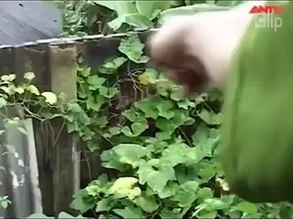 Hành Trình Phá Án: 100 Ngày Phá Án (Phần 1)