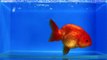 SOLD | Ranchu Goldfish for Sale *FBR049