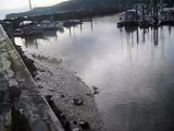Seagull Eats a Crab / Salt Spring Island