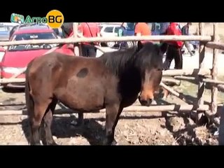 В гр. Кресна пролетта пукна с гайди, песни...