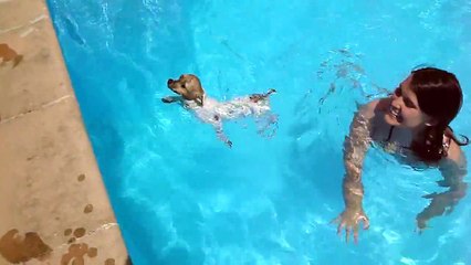 Primer baño de Kratos, cachorro Jack Russell Terrier