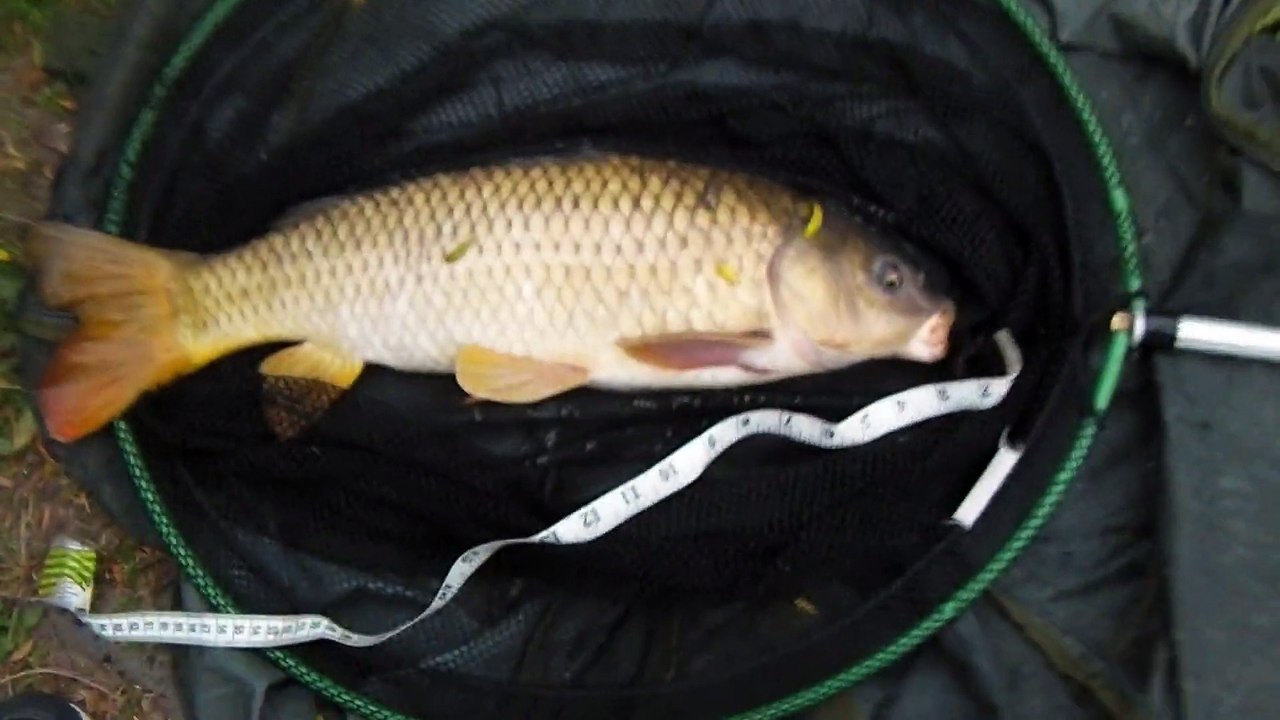 Common Carp 4.8lb 20-6-15