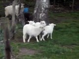 Cute lambs playing