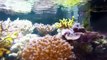 Aquarium récifal eau de mer  Reef tank 280 L 75 G  (1 an)