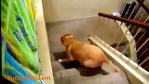 Funny Dog Videos - Funny Cat Videos - Funny Naughty Dog - The Best Funny Dog and Cat 2015 #2