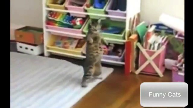 funny cat kicking itself funny cat karate funny cat keyboard funny cat kitten videos