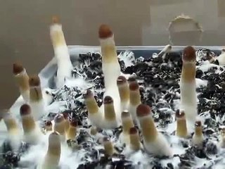 Как растут грибы