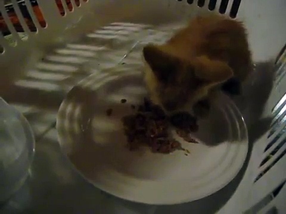 Rescued Kitten Eats Its First Meal