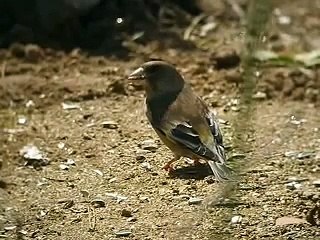 カワラヒワ（ヒマワリの種）