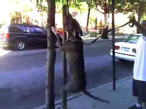 Blue Nose Pit Bull Locks Up on Tree Branch!