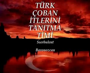 Gerçek KANGAL LAR 3