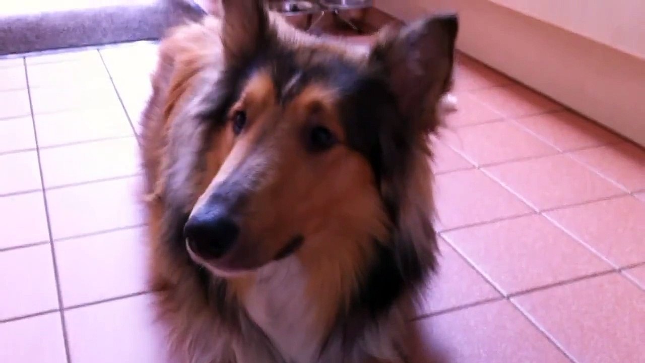 Misha - Onze hond  HD