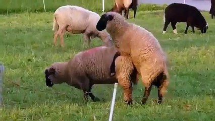 Sheep animal funny Sheeps Funny Animals