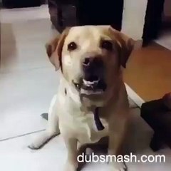 Even dogs are killing it
