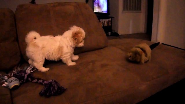 Shin Tzu mix maltese puppy barking