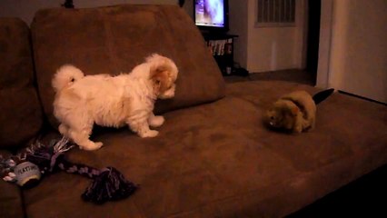 Shin Tzu mix maltese puppy  barking