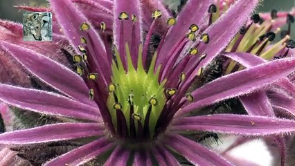 The amazing wonders of nature: flowers of mountain. Meraviglie della natura: fiori di montagna