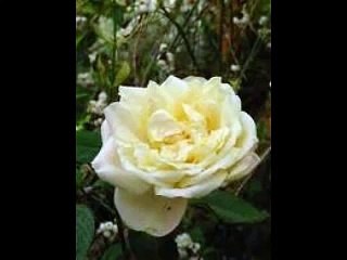 Inni di lode ( 456 Prigioniero del peccato )