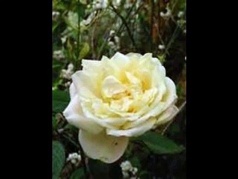 Inni di lode ( 456 Prigioniero del peccato )