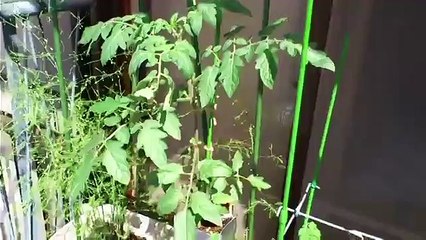 ミニトマトのペットボトル栽培・水耕栽培 - [家庭菜園]