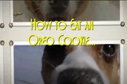 Cute Dog Trick Jack Russell Terrier Eat's an Oreo Cookie 面白い犬
