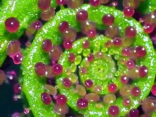 BABA`S GARDEN PLANTAS CARNIVORAS MEDELLIN - COLOMBIA