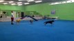 Miami Dog Boarding and Training - Bedtime Routine at the Canine Training Center