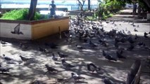 Holland America:Vacation Vlog: Old San Juan Puerto Rico