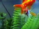 My Fantail Goldfish