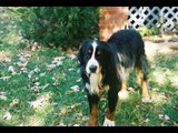 Our Rescued Bernese Mountain Dog