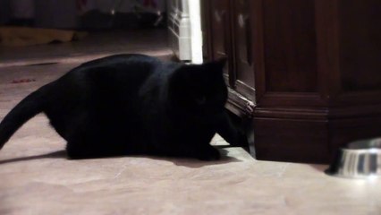 Cat can't touch the Mouse (the mouse was not injured)