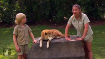 Bindi & Robert Irwin feature - Dingos - (Mia) Growing Up Wild.