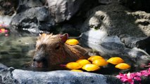 Capybara / カピバラの湯 伊豆シャボテン公園 20110306 Goro@Welsh corgi