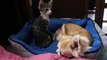 立つ子猫といびきのチワワ - Standing kitten and snoring chihuahua -