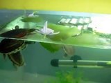 Hardella Thurji (Crowned Roof turtle) eatting  water hyacinth flower and  leafs
