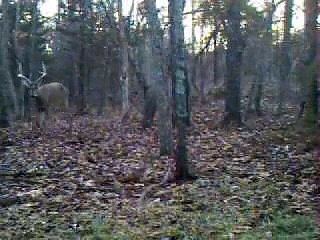Big buck on trail camera