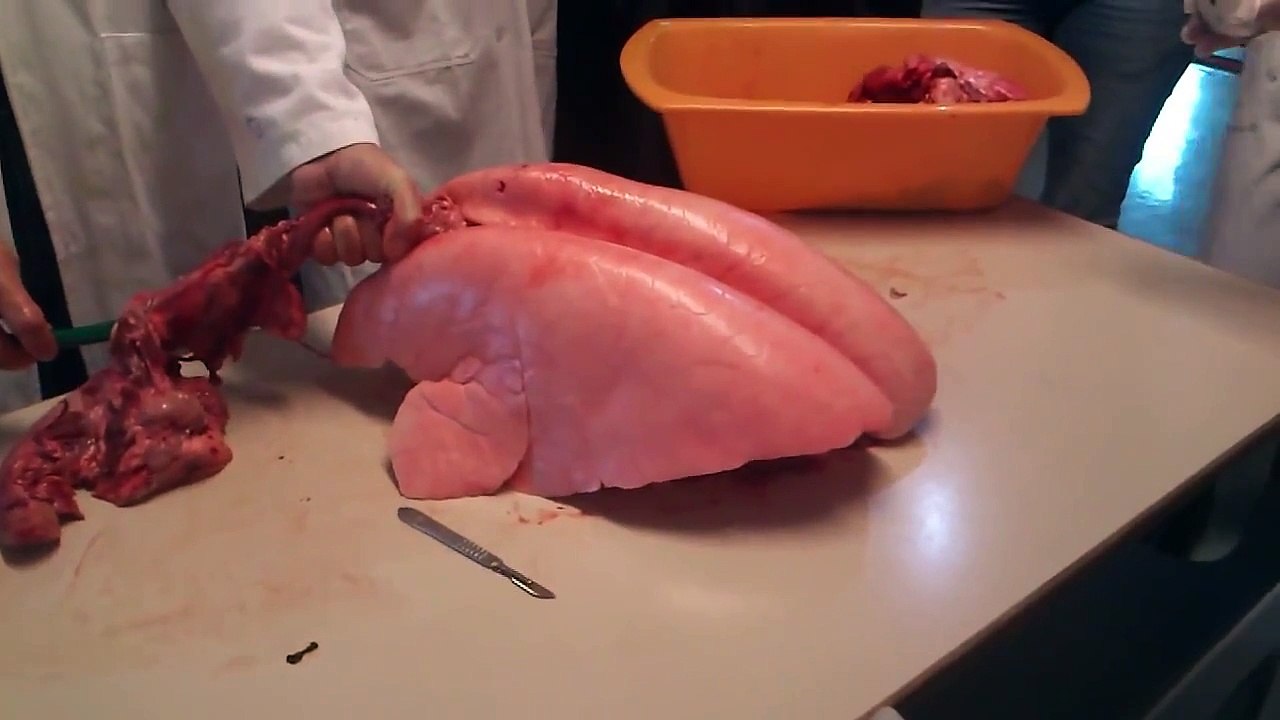 Inflating Pig lungs in Biology class
