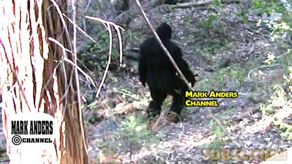 Bigfoot and Bili Ape