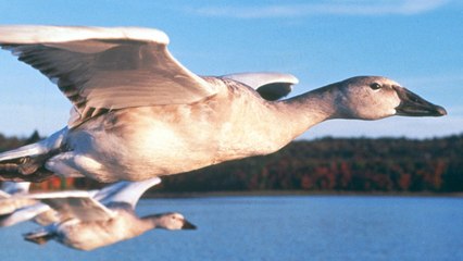 Winged Migration (2001) --> Movie Clip..!!